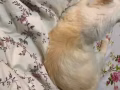 一岁半小猫咪 寻找爱心人士领养