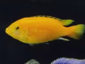 非洲鱼
