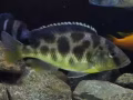 非洲魚