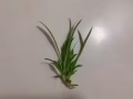 小吊兰/绿箩 绿植盆栽，$1/颗买一送一