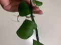 小吊蘭/綠籮 綠植盆栽，$1/顆買一送一