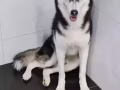 想给哈士奇狗狗配种的看一下