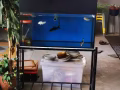 免費魚缸