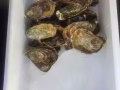 新鲜生蚝，价格美丽