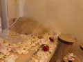 金絲熊領養