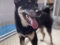 日本黑柴犬【8個月大，忍痛割愛】