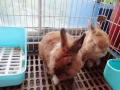 給兩隻可愛的小兔子找新主人
