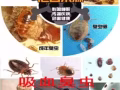 專業機器霧噴殺蟲，可殺：臭蟲蟑螂白螞蟻等各種害蟲，24小時為你服務