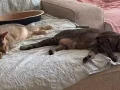 （急）一对被遗弃的猫咪在找新主人 Cedar and Petal