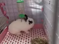宠物兔子转让