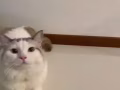 布偶猫找女朋友