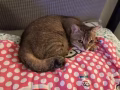 帮猫猫找爱心主人