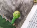 专业清洁大扫除，清理厨房油污和卫生间的清洗，室内墙壁粉刷