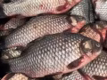 中國的鯽魚