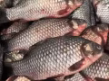 中國的鯽魚