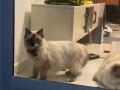 暹羅貓