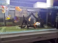 挥泪卖爱鱼🐟