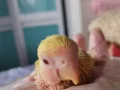 有償領養Lovebird，有意whatsapp 91898372
