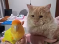 有償領養Lovebird，有意whatsapp 91898372