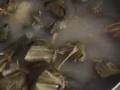出售蜜枣红枣，红豆沙手工粽子 $2.5/个