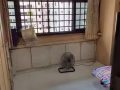 裕廊东有两位床位出租只限女牲