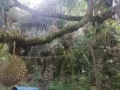 爱吃榴莲的看过来！！！