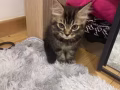 2個月小緬因