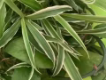 免费送吊兰绿萝栀子花苗