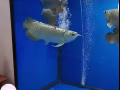 直招水族馆女收银员