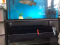 喜歡養魚的朋友進來看看，轉讓三尺魚缸、地圖魚、羅漢魚、銀龍魚等