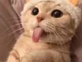 猫咪寄养  一天8块