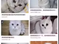 尋找銀漸層寶寶