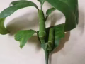 毛毛蟲