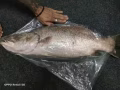 金目录 4-5kg
