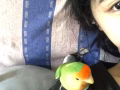 一歲多的手養牡丹鸚鵡 親人