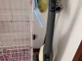 德国品牌✅✅✅KARCHER Vacuum*凯驰吸尘器