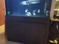 魚缸金龍魚