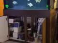 魚缸金龍魚