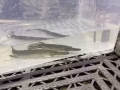 鄂雀鱔