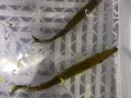 鄂雀鱔