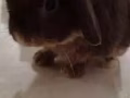 名種兔子🐰