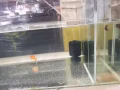 求購，一些觀賞魚，不凶的。好養活的。