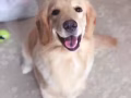 金毛女宝宝找男朋友