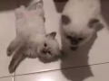 纯种布偶猫，找爸爸妈妈，做你的黏人小妖精，那个等你回家的猫