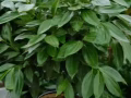 平安搬運