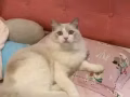 纯种布偶猫，寻找爱心主人领养～