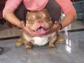 Bully美國惡霸犬找長期飯票