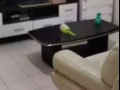 主人房出租