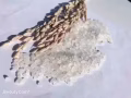 吉林大米批發零售，保質保量