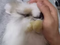 想養兔子看進來！